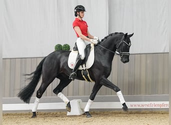 Westfalisk häst, Valack, 4 år, 162 cm, Rökfärgad svart