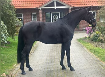 Westfalisk häst, Valack, 4 år, 162 cm, Svart
