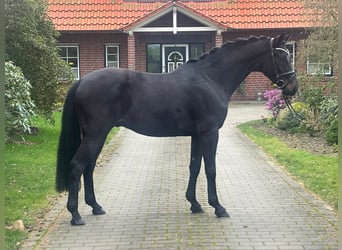 Westfalisk häst, Valack, 4 år, 162 cm, Svart