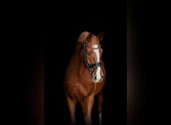 Westfalisk häst, Valack, 4 år, 163 cm, fux