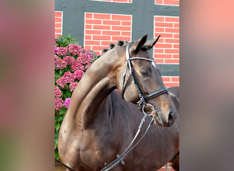 Westfalisk häst, Valack, 4 år, 163 cm, Mörkbrun