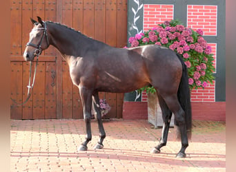 Westfalisk häst, Valack, 4 år, 163 cm, Mörkbrun