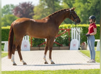 Westfalisk häst, Valack, 4 år, 165 cm, Fux