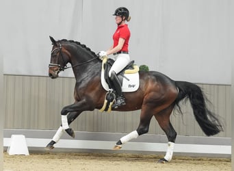 Westfalisk häst, Valack, 4 år, 165 cm, Mörkbrun
