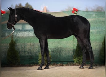 Westfalisk häst, Valack, 4 år, 165 cm, Svart