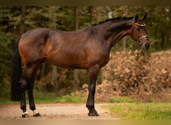 Westfalisk häst, Valack, 4 år, 166 cm, Brun