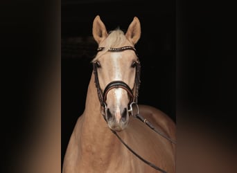 Westfalisk häst, Valack, 4 år, 166 cm, Palomino