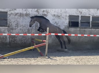 Westfalisk häst, Valack, 4 år, 167 cm, Grå