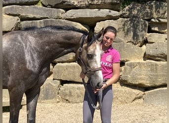 Westfalisk häst, Valack, 4 år, 167 cm, Grå