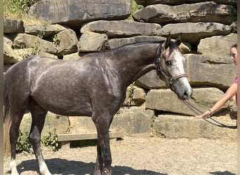 Westfalisk häst, Valack, 4 år, 167 cm, Grå