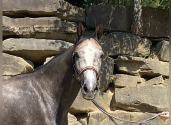 Westfalisk häst, Valack, 4 år, 167 cm, Grå