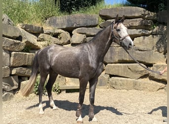 Westfalisk häst, Valack, 4 år, 167 cm, Grå