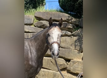 Westfalisk häst, Valack, 4 år, 167 cm, Grå