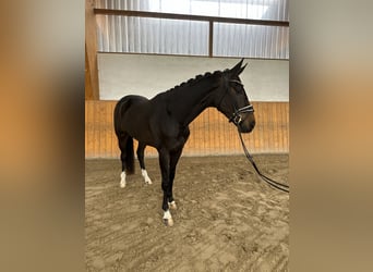 Westfalisk häst, Valack, 4 år, 167 cm, Mörkbrun