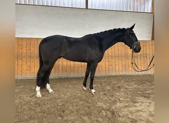Westfalisk häst, Valack, 4 år, 167 cm, Mörkbrun