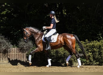 Westfalisk häst, Valack, 4 år, 168 cm, Brun