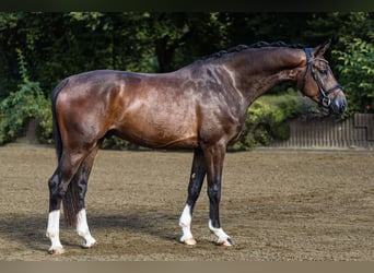 Westfalisk häst, Valack, 4 år, 168 cm, Brun