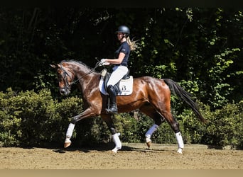 Westfalisk häst, Valack, 4 år, 168 cm, Brun