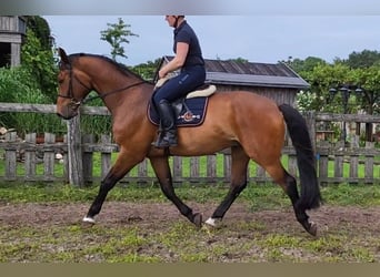 Westfalisk häst, Valack, 4 år, 168 cm, Brun