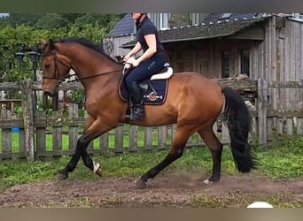 Westfalisk häst, Valack, 4 år, 168 cm, Brun