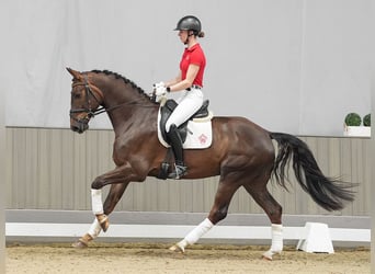 Westfalisk häst, Valack, 4 år, 168 cm, Fux