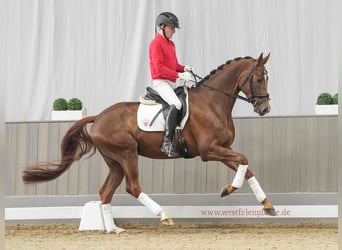 Westfalisk häst, Valack, 4 år, 168 cm, Fux