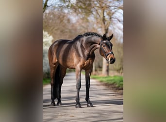 Westfalisk häst, Valack, 4 år, 168 cm, Mörkbrun