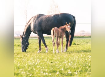 Westfalisk häst, Valack, 4 år, 169 cm, fux