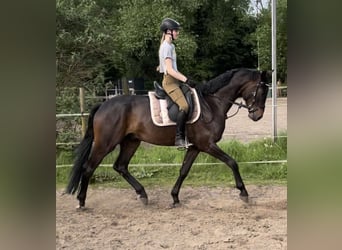 Westfalisk häst, Valack, 4 år, 169 cm, Mörkbrun