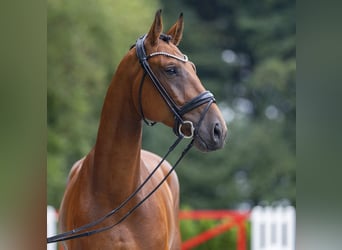 Westfalisk häst, Valack, 4 år, 170 cm, Brun