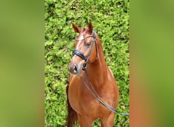 Westfalisk häst, Valack, 4 år, 170 cm, fux
