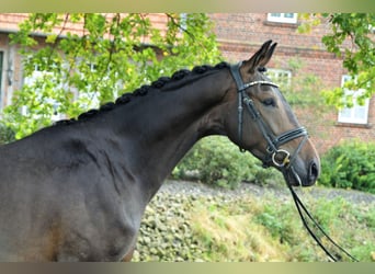 Westfalisk häst, Valack, 4 år, 170 cm, Rökfärgad svart