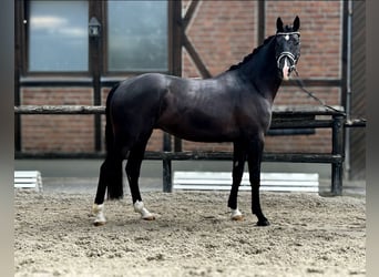 Westfalisk häst, Valack, 4 år, 170 cm, Svart