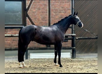 Westfalisk häst, Valack, 4 år, 170 cm, Svart