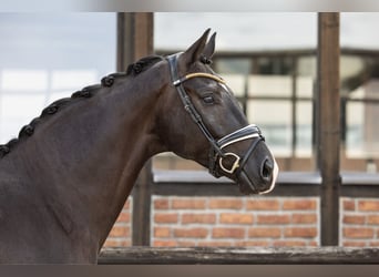 Westfalisk häst, Valack, 4 år, 170 cm, Svart