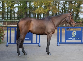 Westfalisk häst, Valack, 4 år, 171 cm, Brun