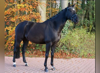 Westfalisk häst, Valack, 4 år, 171 cm, Svart