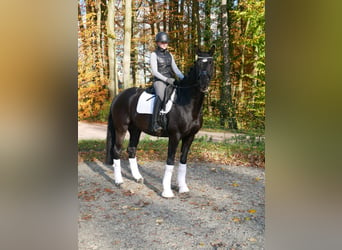 Westfalisk häst, Valack, 4 år, 171 cm, Svart