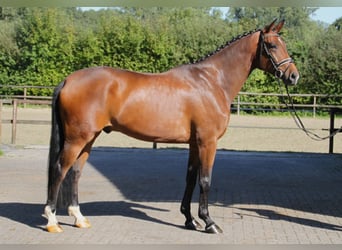 Westfalisk häst, Valack, 4 år, 172 cm, Brun