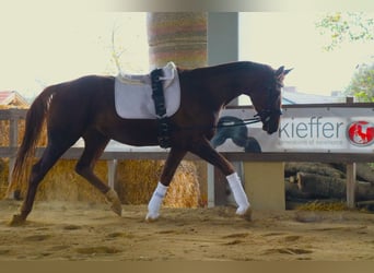 Westfalisk häst, Valack, 4 år, 172 cm, fux