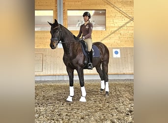 Westfalisk häst, Valack, 4 år, 172 cm, Mörkbrun