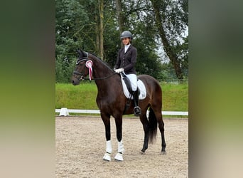 Westfalisk häst, Valack, 4 år, 172 cm, Mörkbrun