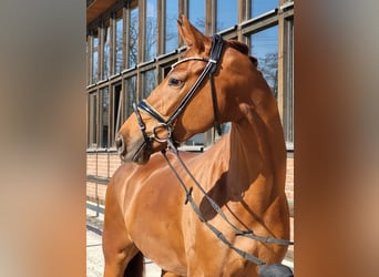 Westfalisk häst, Valack, 4 år, 173 cm, fux