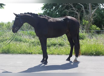 Westfalisk häst, Valack, 4 år, 173 cm, Mörkbrun
