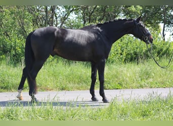 Westfalisk häst, Valack, 4 år, 173 cm, Mörkbrun