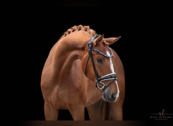 Westfalisk häst, Valack, 4 år, 174 cm, fux