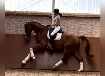 Westfalisk häst, Valack, 4 år, 174 cm, fux