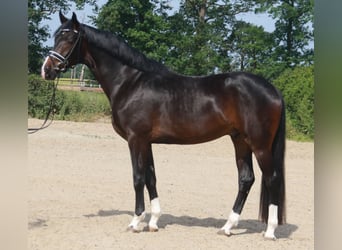 Westfalisk häst, Valack, 4 år, 174 cm, Rökfärgad svart