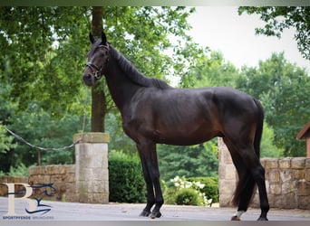Westfalisk häst, Valack, 4 år, 176 cm, Rökfärgad svart