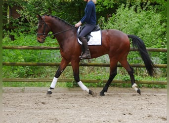 Westfalisk häst, Valack, 4 år, 179 cm, Brun